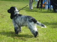 Mason at a Gundog Show May 2010